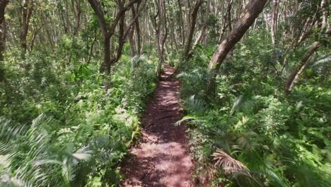 antena: un camino en la selva de zanzíbar