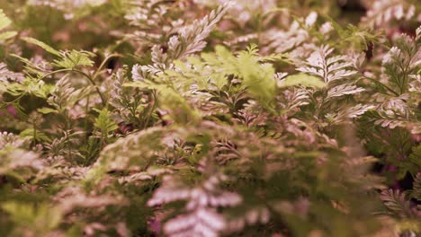 Sliding-close-up-shot-of-ferns-in-growing-pots