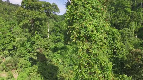 Descending-Koh-Chang-jungle-forest-wilderness-aerial-view-Thailand-rain-forest