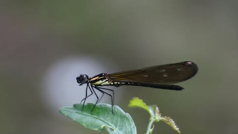 video of needle dragonfly  attached to leaves