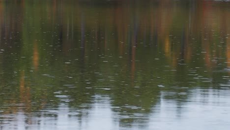 the beauty of rain as droplets gently fall, creating a pattern of ripples on the surface of the water, a tranquil symphony of nature