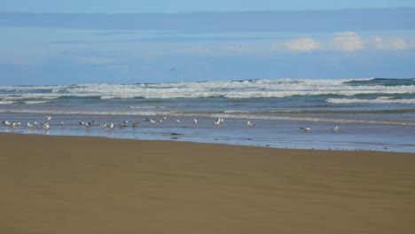 Möwen-Und-Wendungen-Wandern-Auf-Dem-Sand-An-Der-Australischen-Küste