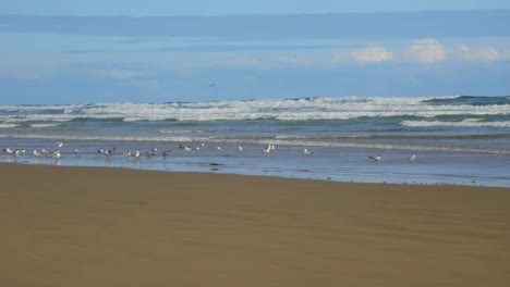 gaviotas y ballenas vagando por la arena de la costa australiana