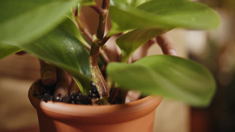 repotting a plant