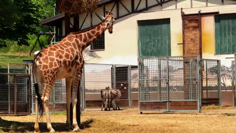 giraffe and zebra at sanctuary. a giraffe stands calmly near its enclosure while a zebra explores the nearby area in bright sunlight