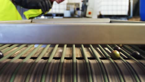 trabajador comprobando las aceitunas en la máquina