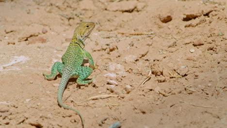 Lagarto-Con-Collar-En-Pequeñas-Rocas-Mirando-Hacia-Otro-Lado-De-La-Cámara