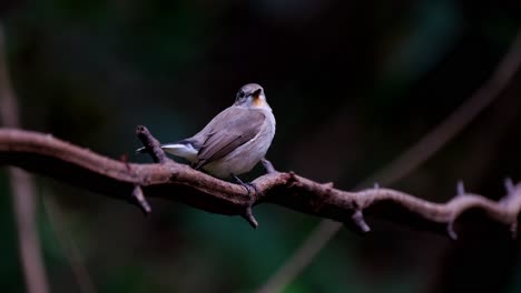 Looking-deep-into-the-forest-then-turns-to-look-to-the-right-and-towards-of-the-camera,-Red-throated-Flycatcher-Ficedula-albicilla,-Thailand