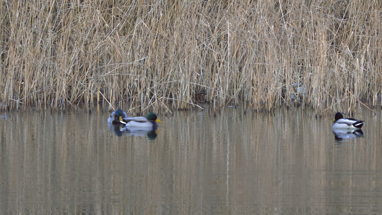 연못에서 수영하는 일부 수컷 오리