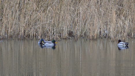algunos patos macho nadando en el estanque