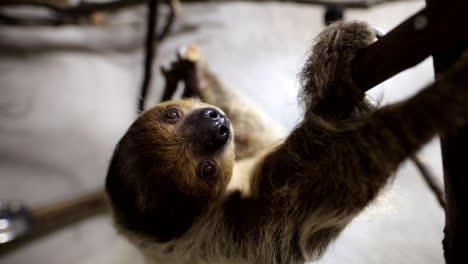 cute sloth slipping off a branch funny fail