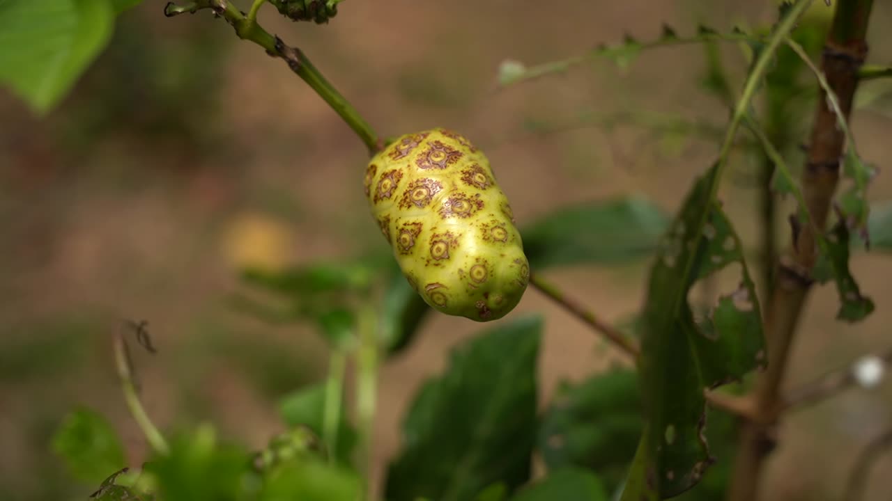 hermosa fruta de vómito amarillo en la planta de morera india también llamada noni de la familia de hojas estelares con las típicas ramas cuadradas y hojas verdes