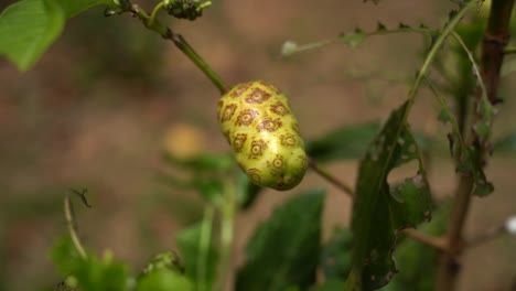 Hermosa-Fruta-De-Vómito-Amarillo-En-La-Planta-De-Morera-India-También-Llamada-Noni-De-La-Familia-De-Hojas-Estelares-Con-Las-Típicas-Ramas-Cuadradas-Y-Hojas-Verdes