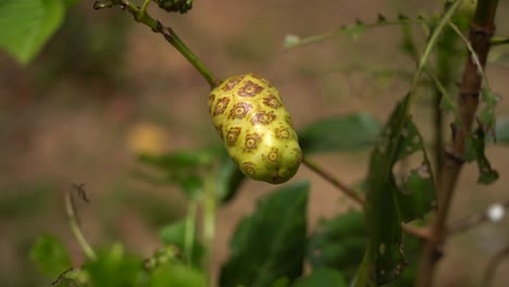 黃色吐果實 - 印度的樹植物,也叫做noni,來自星葉家族,具有典型的方形分支和綠色葉