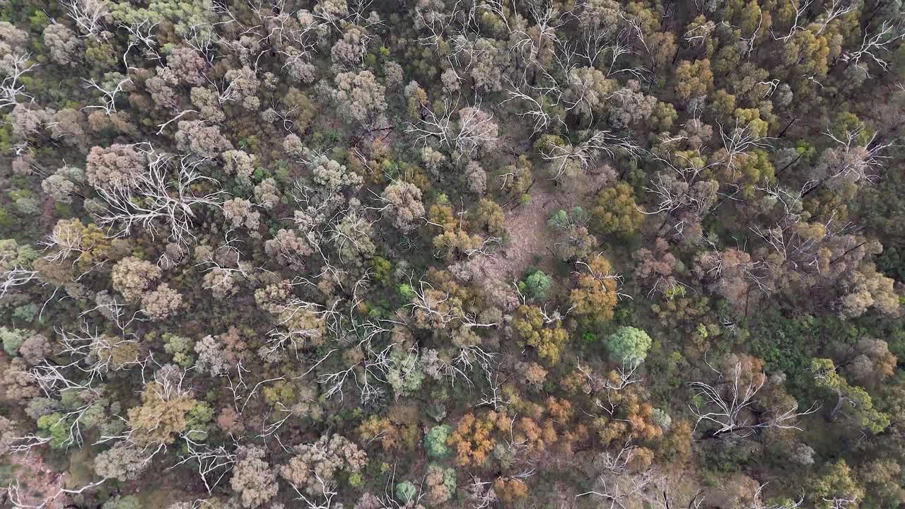 High-altitude drone glides smoothly above dense mixed forest canopy, revealing diverse tree species and subtle seasonal color variations in natural daylight