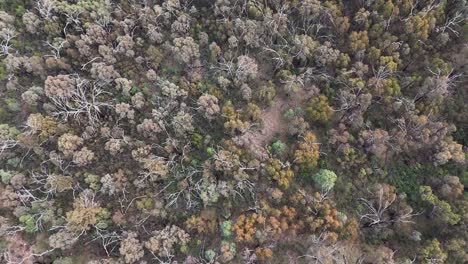 high-altitude drone glides smoothly above dense mixed forest canopy, revealing diverse tree species and subtle seasonal color variations in natural daylight