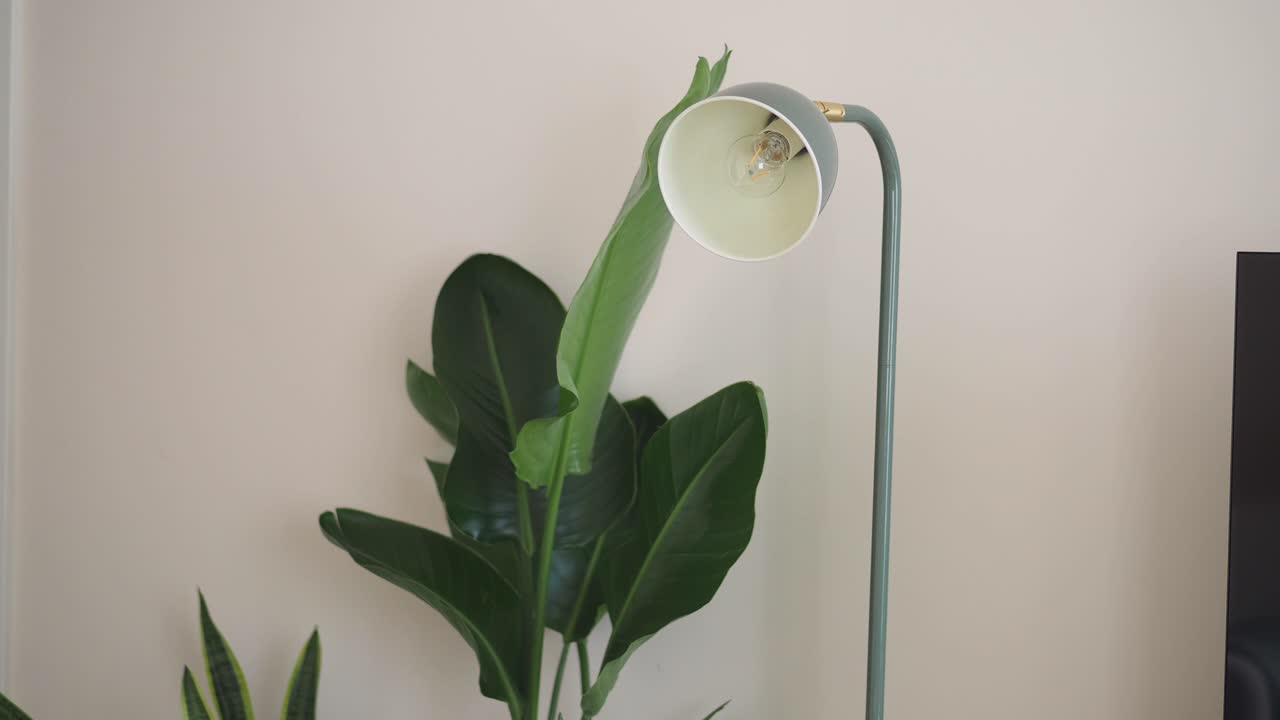 Plant and lamp