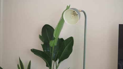 plant and lamp