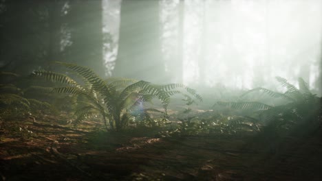 mañana con niebla en el parque nacional de la secuoya