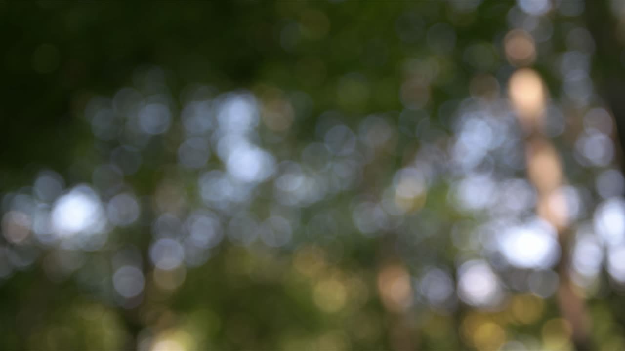 bokeh naturaleza por la noche disparar puesta de sol