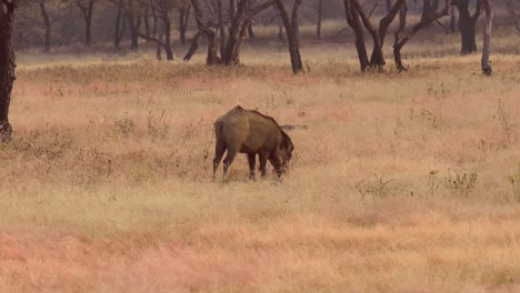 el jabalí indio (sus scrofa cristatus), también conocido como el jabalí andamanés o el jabalí moupin, es una subespecie de jabalí salvaje originaria de la india, nepal, birmania, el oeste de tailandia y sri lanka.