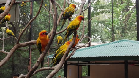 many sun conure parrots perch on a tree branches in an aviary