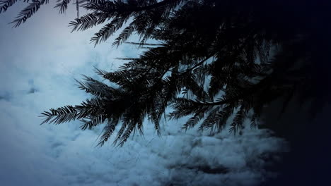 animation of fir tree over clouds moving