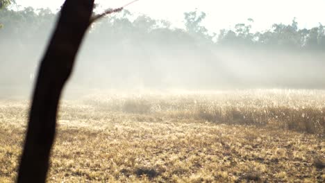 misty morning across australian farmland