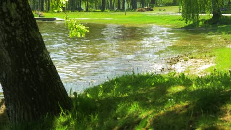 Beautiful-view-of-a-Lake-Usma-shore-on-a-sunny-summer-day,-distant-islands-with-lush-green-forest,-rural-landscape,-coast-with-old-reeds,-small-waves-hitting-the-coast,-oak-tree,-medium-shot