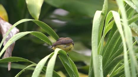 adult male olive-backed sunbird nectarinia jugularis with down-curved