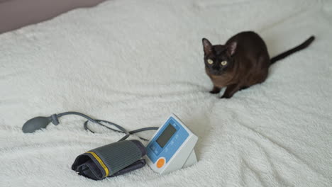 adorable brown cat indoors. cat sitting on the bed near the tonometer in the house and relaxing. animals concept
