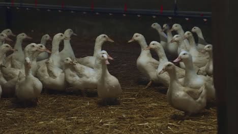 zoom in to white breeder layer ducks in indoor farm