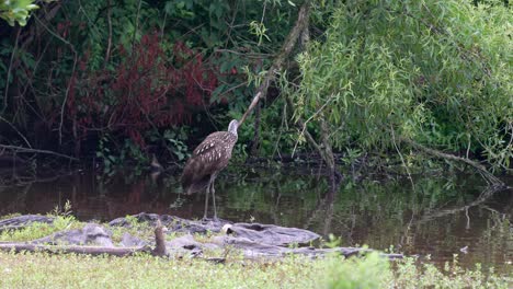 un limpkin o aramus guarauna de pie en una pieza de madera desgastada en un lago arreglando sus plumas