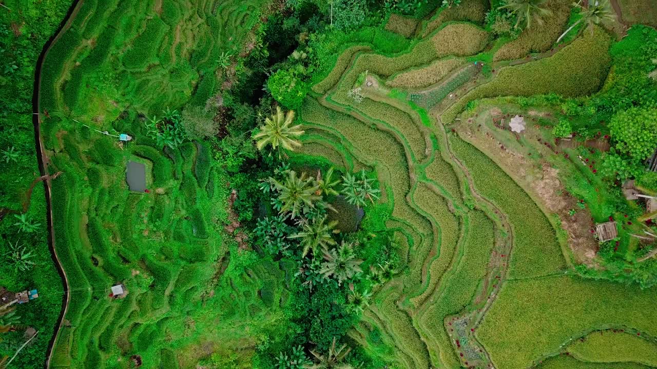 Stunning Aerial View of Lush Rice Terraces in Bali, Indonesia