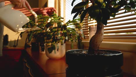 a caucasian man is watering home plants, morning sunlight passes through the blinds and illuminates the room.