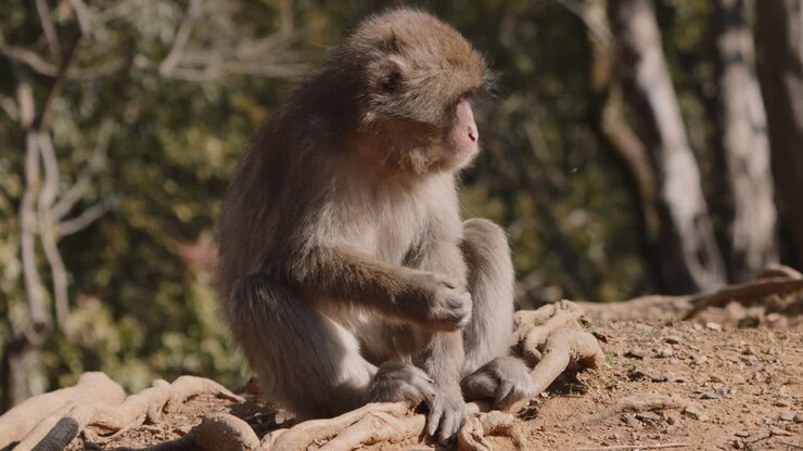 Japan snow monkey foraging for seeds on the ground and crawling away