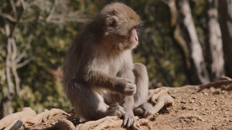 le singe des neiges japonais cherche des graines sur le sol et s'éloigne en rampant.