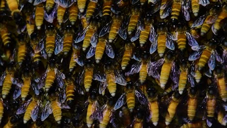 Se-Sabe-Que-Las-Abejas-Melíferas-Construyen-Grandes-Colonias-De-Nidos-Con-Bolsillos-Simétricos-Hechos-De-Cera-Para-Almacenar-Miel-Como-Fuente-De-Alimento