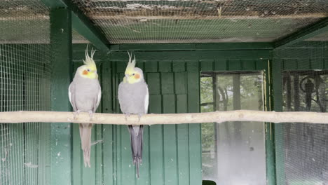 yellow cockatiels sitting side by side on branch in aviary