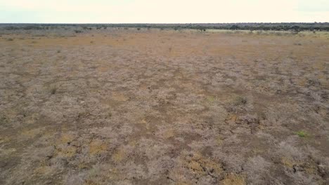 Aerial-Flyby-of-two-ostriches-walking-through-barren-desert-in-Botswana