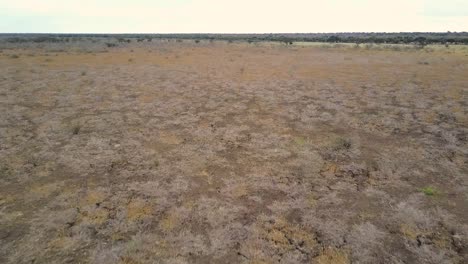 aerial flyby of two ostriches walking through barren desert in botswana