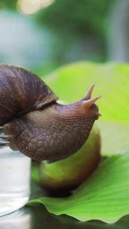 the snail sits on a glass jar. she looks at two green leaves and the apple near the jar. vertical video