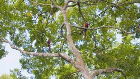 vibrant scarlet macaws sit and move around in tree overhead , enjoying the view over peru’s lush rainforest.