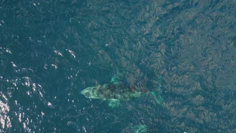 A-pod-of-humpback-whales-swimming-together-and-coming-up-for-air-at-the-sea-creating-rainbow-from-the-spout