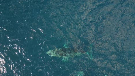 un grupo de ballenas jorobadas nadando juntas y subiendo por aire en el mar creando un arco iris desde el pico
