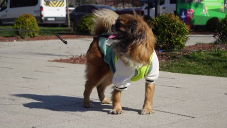 cute brown dog wearing clothes on a leash