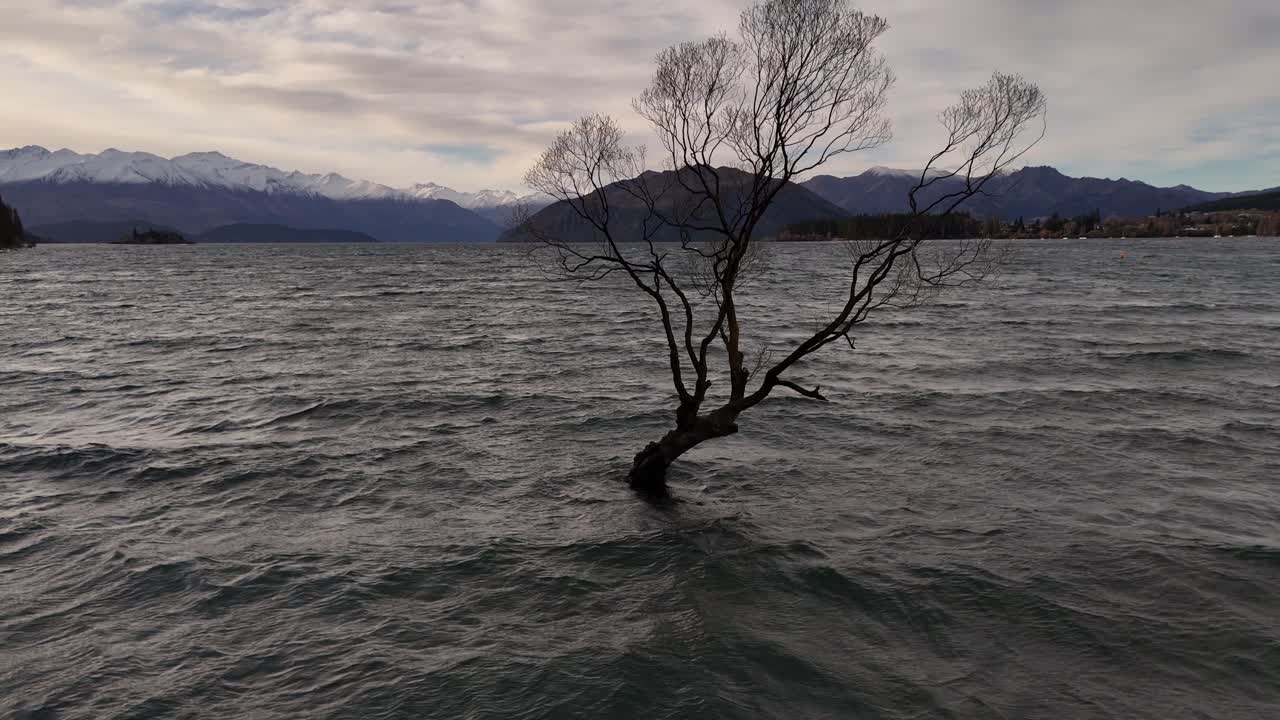 Close up aerial view of the famous Wanaka tree in the lake near the Town