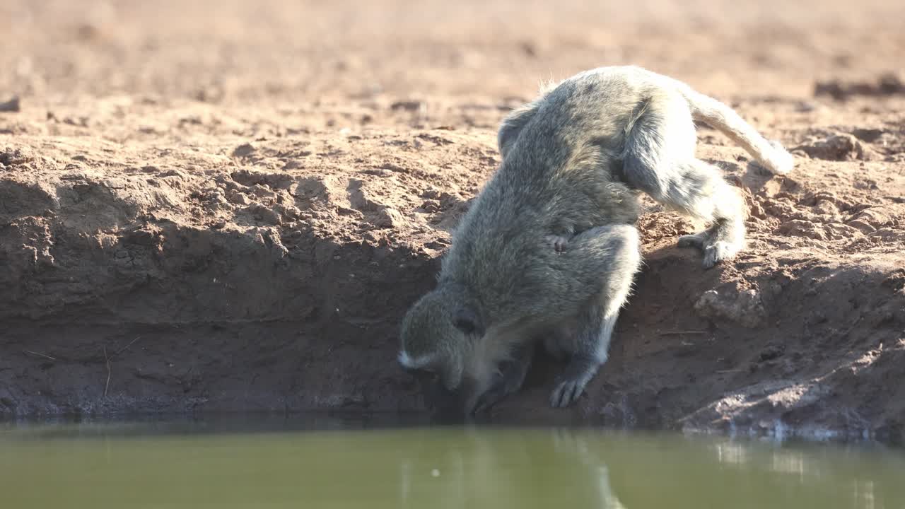 A Vervet monkey is bending down to reach the water for a drink, Mashatu Game Reserve