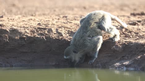 a vervet monkey is bending down to reach the water for a drink, mashatu game reserve
