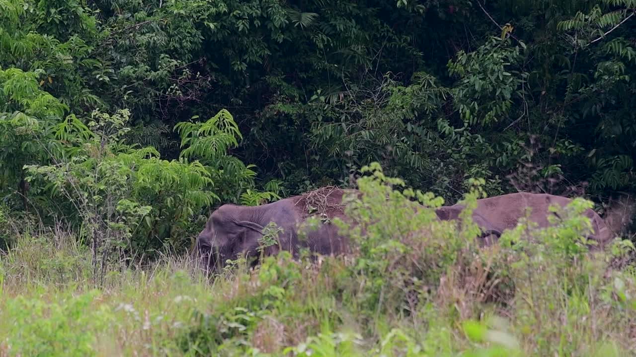los elefantes asiáticos son especies en peligro de extinción y también son residentes de tailandia
